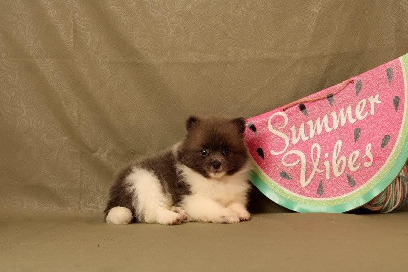 puppy, for, sale, Pomeranian, Matthew B. Stoltzfus, dog, breeder, Gap, PA, dog-breeder, puppy-for-sale, forsale, nearby, find, puppyfind, locator, puppylocator, aca